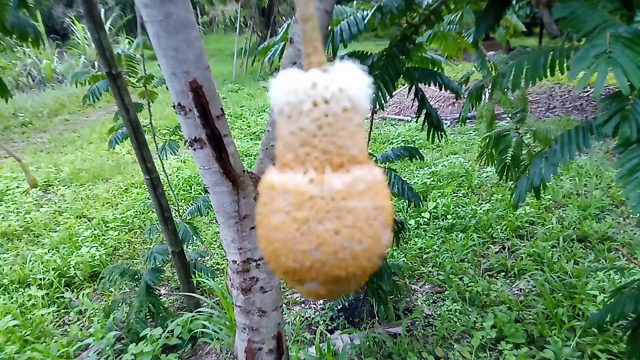 สะตอมันติดผลอย่างไงมาดูเลย