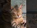 Silent eyes, loud attitude 🐱✨ #cat #catshorts #catlove #animals #cutecat #shorts