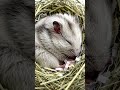 Real ou IA? duvido você acertar #challenge #hamster #sleep