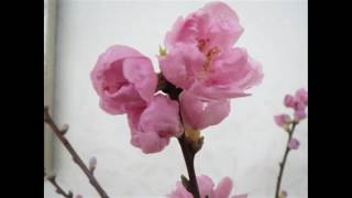春よ来い