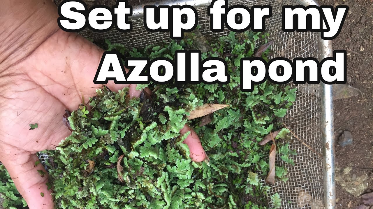 How to plant and grow AZOLLA//Paano magtanim ng azolla azollafarming