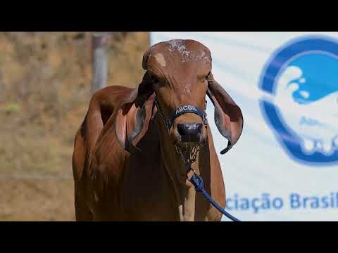 Lote 09 - ABGL 157