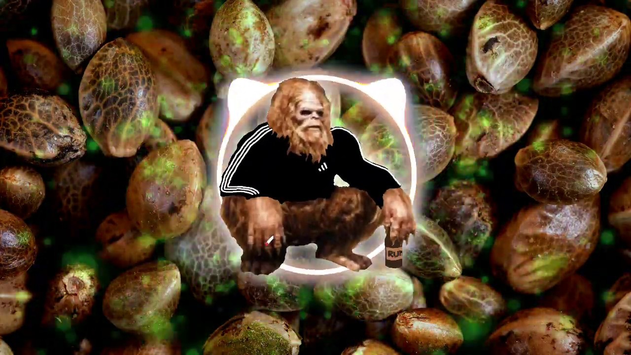 SaSQUATch - Weed Seed