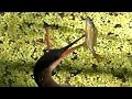 Snakebird Eats Fish FYV UHD 4K