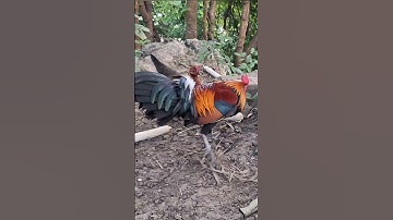 gà rừng số 1 cực xong.qaib qus zoo nkauj khav tiag tiag
