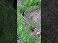 보금자리로 돌아가는 민통선 고양이들 🐾DMZ cats returning to their home