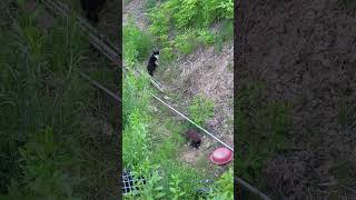 보금자리로 돌아가는 민통선 고양이들 🐾DMZ cats returning to their home