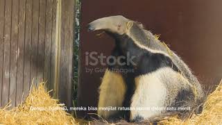 Hewan pemakan semut raksasa (GIANT ANTEATER)
