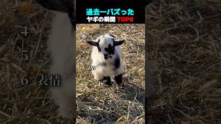 過去一バズった ! ? ヤギの瞬間 TOP6