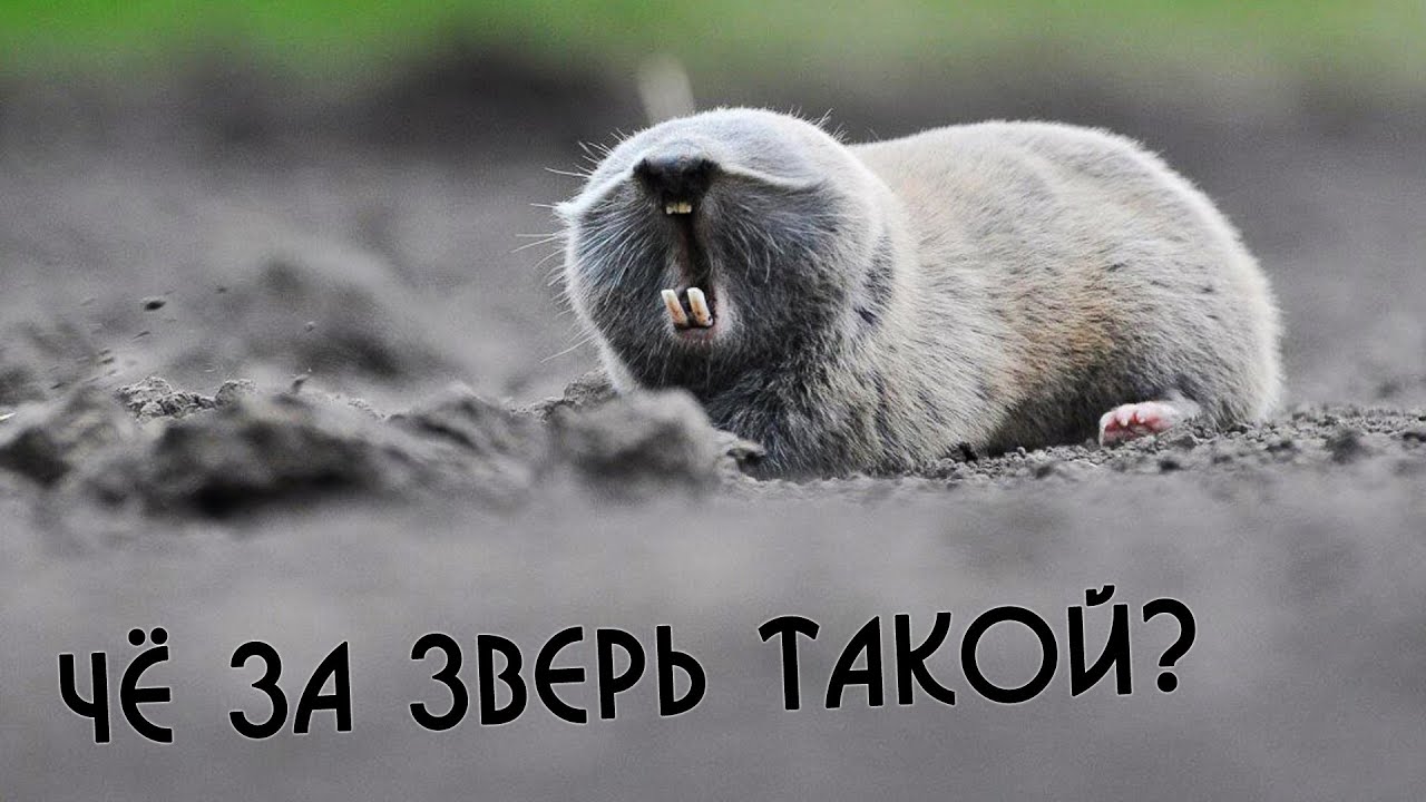 Слепыш Фото Животного