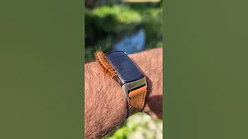 I Made A New Friend Today Colin Caterpillars 