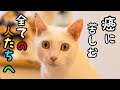 【猫の癌】抗癌剤を耐え抜いた猫の生命力が凄すぎる
