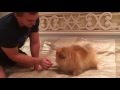 Злой шпиц. Шпиц рычит и дерётся/ angry pomeranian