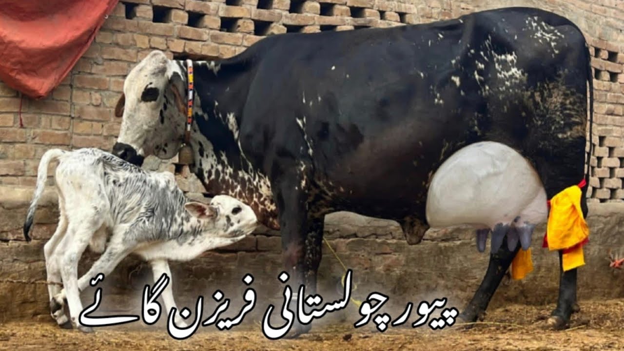 Pure cholistani frizen cow 22kg (03005104853) YouTube. 2-1-26
