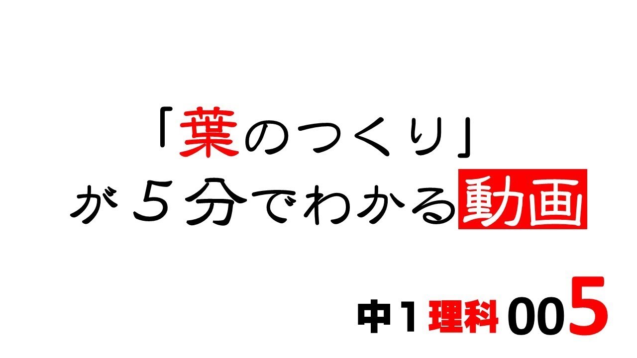 中1理科 葉のつくり Youtube