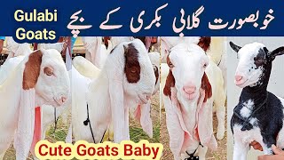 Gulabi goat prices in lalukhet Bakra mandi | Gulabi goat baby | Bakri ke bachhe | Bakra mandi 2023