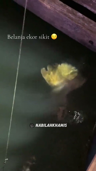 alamak dia belanja la