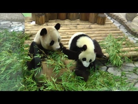 ママに甘える赤ちゃんパンダ(3) Giant Pandas in Wakayama Adventure World