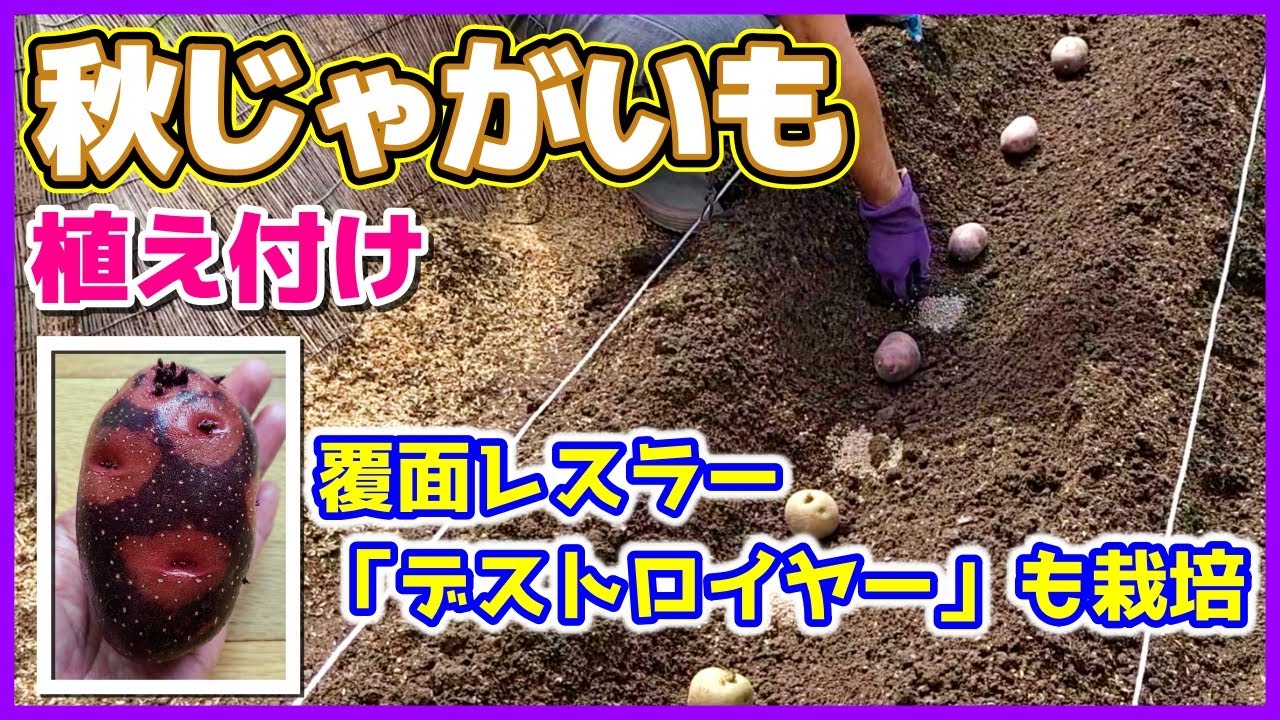 【秋じゃがいも】デストロイヤーとキタアカリ植え付け／〇〇〇〇の匠・マロ夫のお仕事ぶり笑／グランドペチカ（グラウンドペチカ）／秋ジャガイモ栽培