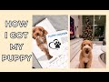 CHRISTMAS PUPPY: How I got my LABRADOODLE Puppy Leo  | 크리스마스 선물 래브라두들 강아지 입양 이야기 #shorts