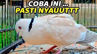 3 DETIK NYAUT !!! SUARA PANCINGAN BURUNG PUTER PELUNG GACOR COCOK UNTUK MASTERAN PUTER MUDA, BAHAN