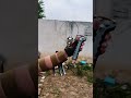 G5 automatic slingshot, target test #bow #dodgebow #slingshot #tools