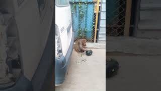 monkey watermelon khata hua #youtubeshorts #animals #funny #shortsviral #monkey #viral #liniyus