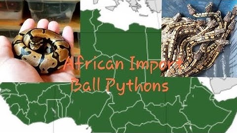 Unboxing African import Ball Pythons