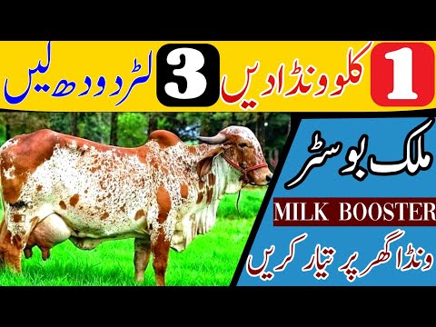 Milk Booster Homemade Formula for milking cows and buffalo |  Increase cow milk production