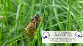 Insect Orchestra: The Enchanting Sounds of Cicadas