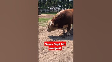 Suara sapi moo menjerit