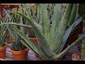 COMMENT FAIRE L'HUILE D'ALOE VERA BIO 100% NATURELLE