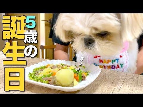 【5歳の誕生日】進撃のシーズー犬が、笑撃のシーズー犬になった日！www【392】