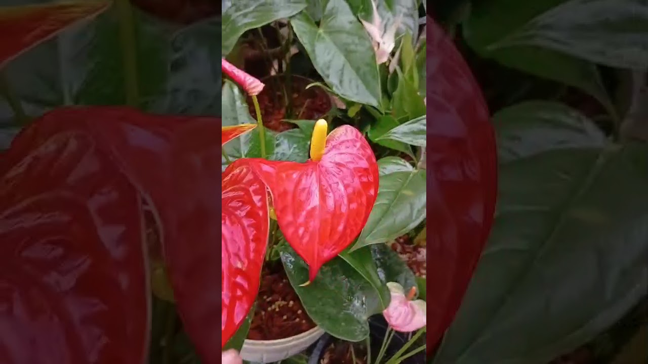 අධික ලෙස ඇබ්බැහිවන සුලුයි....💜️ පැකේජ් අංක 647 අමතන්න 076 4051703 