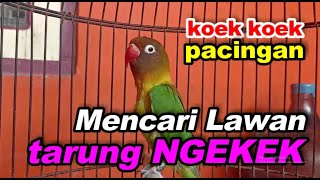 koek koek LOVEBIRD emosi MENCARI LAWAN TARUNG pancingan ngekek