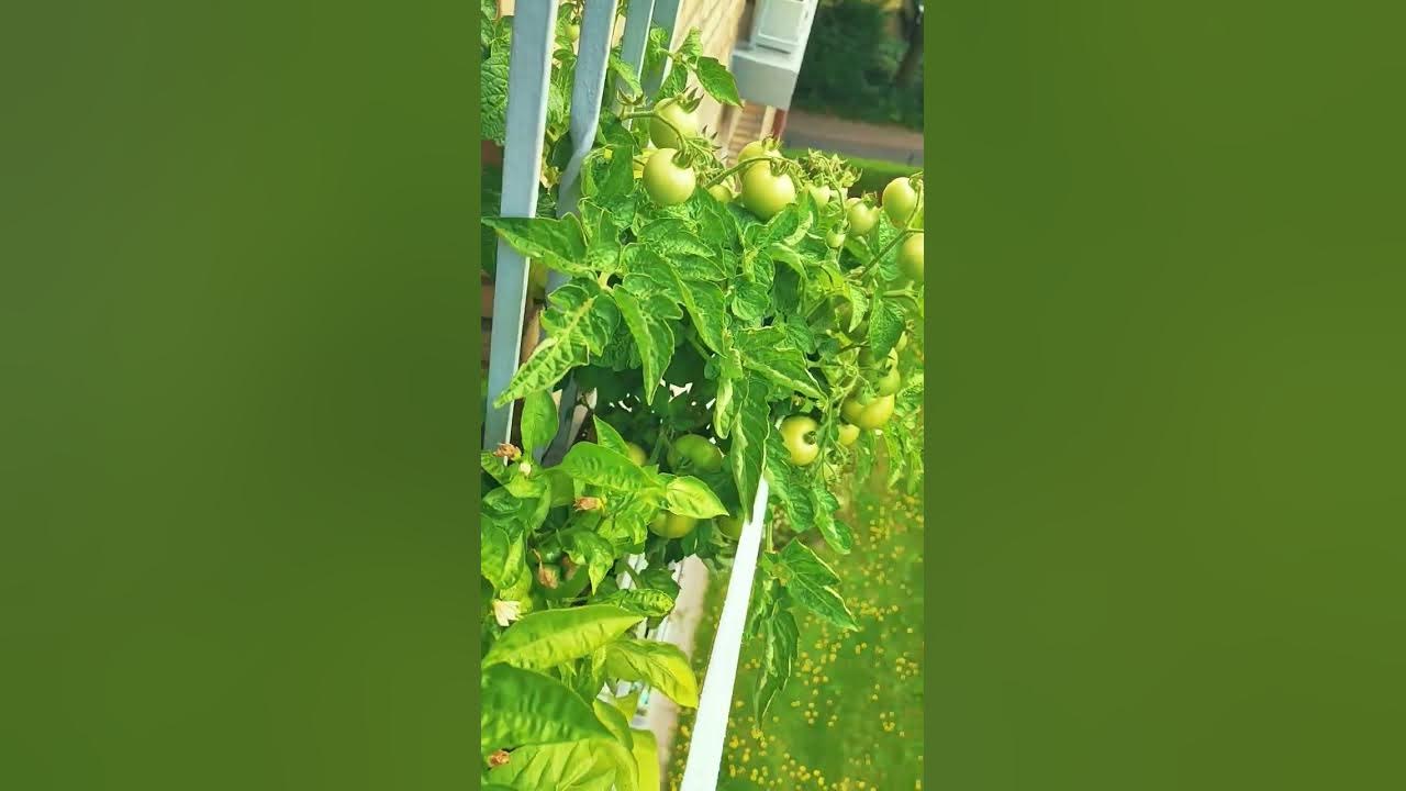 Der aller kleinster Garten auf der Welt 💚 YouTube