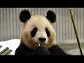【ときどき止まるｗ】フリーズするおかあさんパンダ🐼良浜💐✨【母の日】Giant Pamda -Rauhin -☆pause！✨