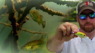 Bass Fishing Shallow Lead-in Banks with Crankbaits