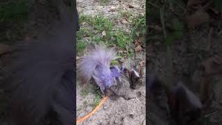 crazy purple skunk vicious attack
