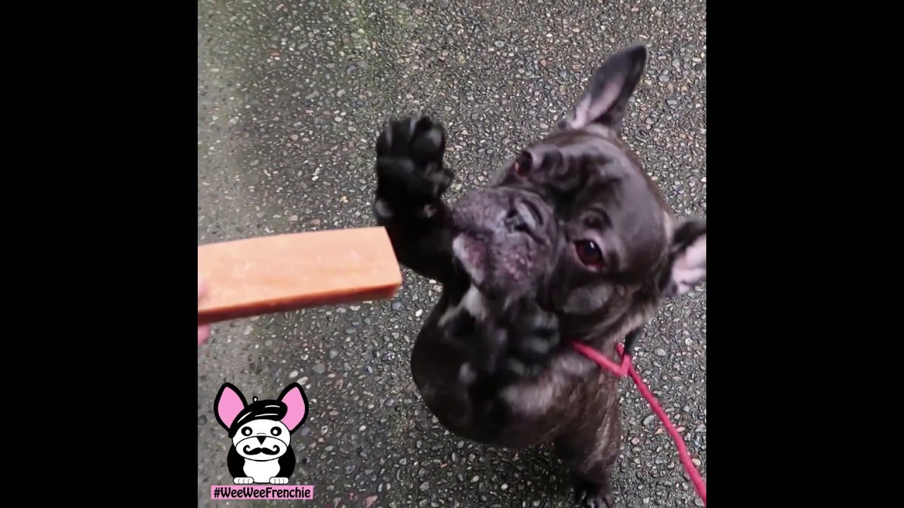 himalayan dog chew broken teeth