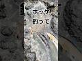釣ったホッケを一夜干しにする #shorts #釣り