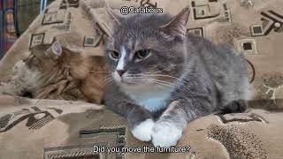When and Why Do Male Cats Spray Understanding Causes and How to Stop It Fast!