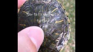 How to fix shell rot, injuries, and fungal infections in Turtles