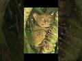 Fluff &amp; Buff - The Tarsier&#39;s Guide to Looking GOOD! #tarsier #bohol