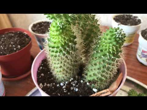 Видео: Как да завържете кактус