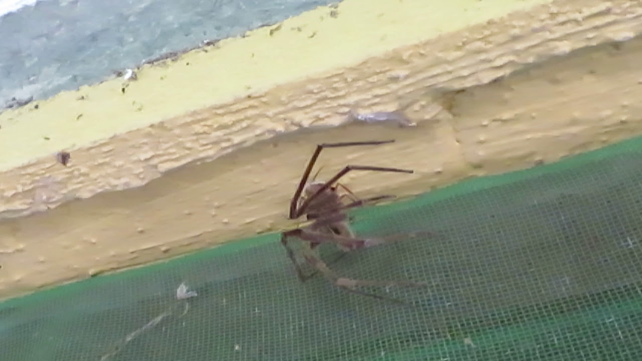 2019 01 Vespa carregando aranha capturada PNTijuca