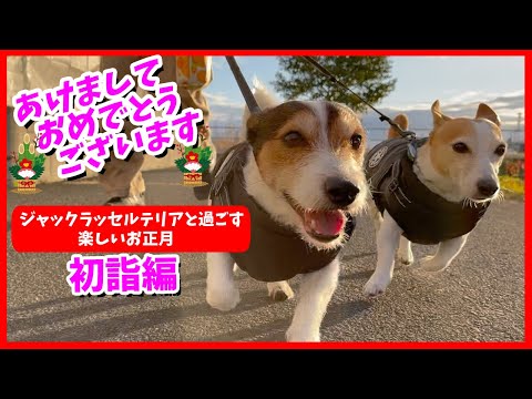 ジャックラッセルテリアと楽しく過ごすお正月-初詣編