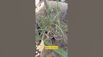 growing sugarcane at home #shorts #youtubeshorts #gardening