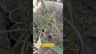 Growing Sugarcane At Home