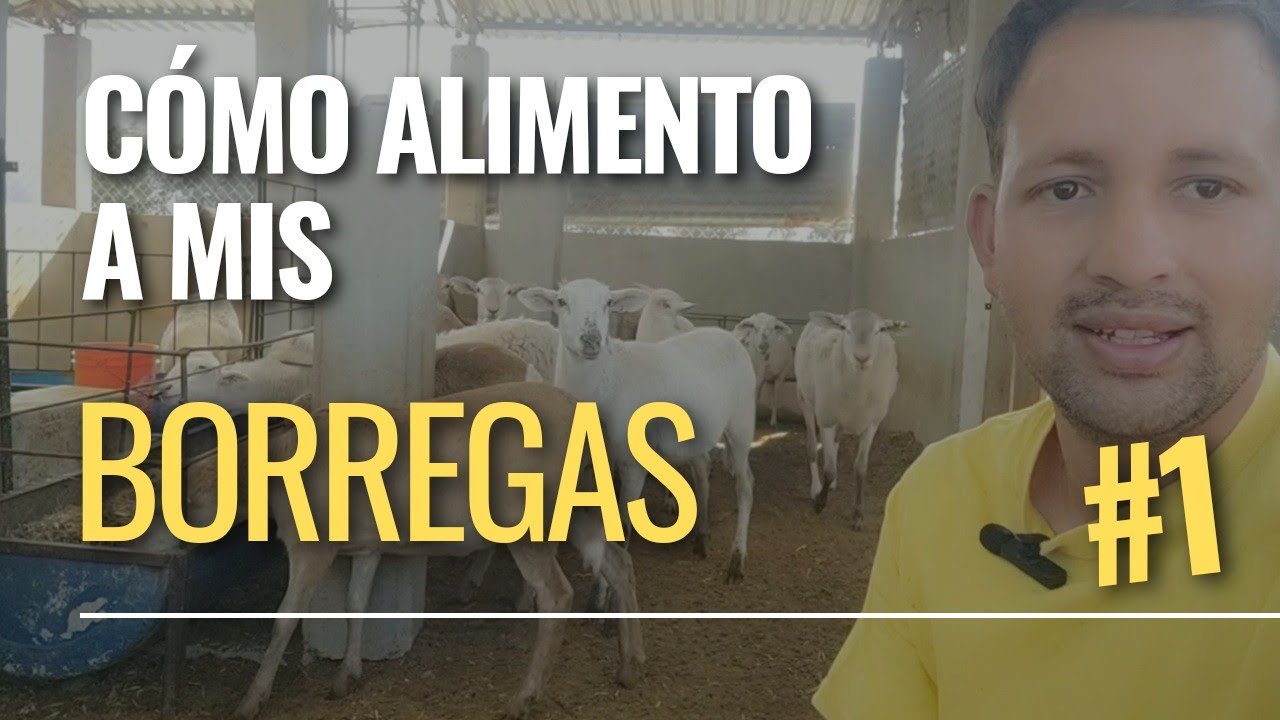 Borregos ¿Cómo alimento a mis ovinos ? 😃